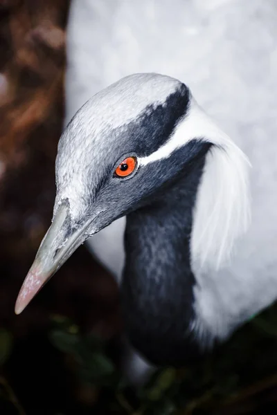 Telli turna closeup kırmızı göz ile