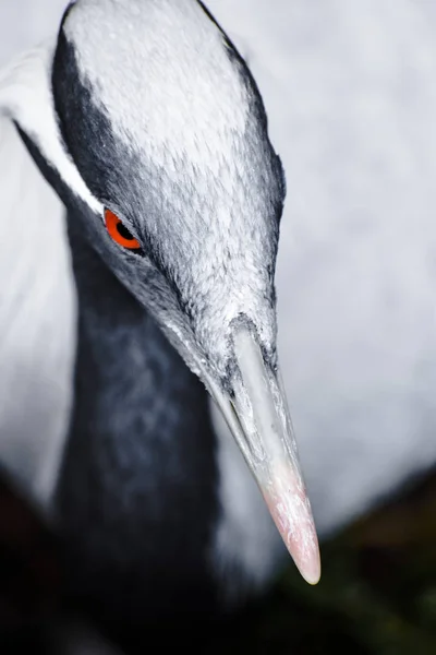 Telli turna closeup kırmızı göz ile