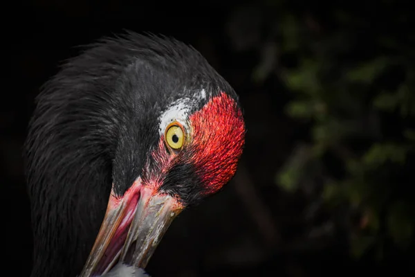 Kara boyunlu vinç portre