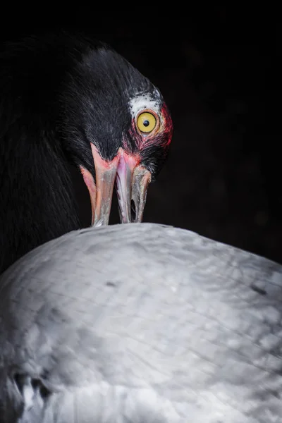 Telli turna Prospect Park Hayvanat Bahçesi'nde arka plan bulanıklık