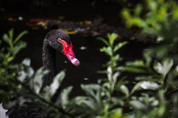 Siyah Kuğu Prospect Park Hayvanat Bahçesi'nde havuzda yüzme