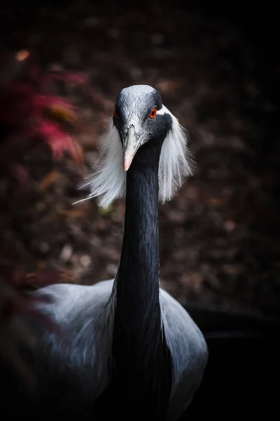 Telli turna Prospect Park Hayvanat Bahçesi'nde arka plan bulanıklık