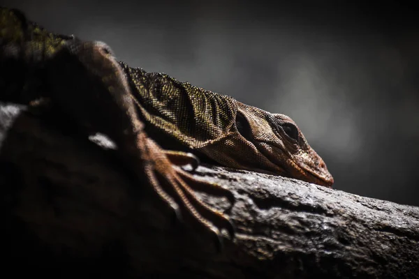 Solomon Adası dikenli monitör