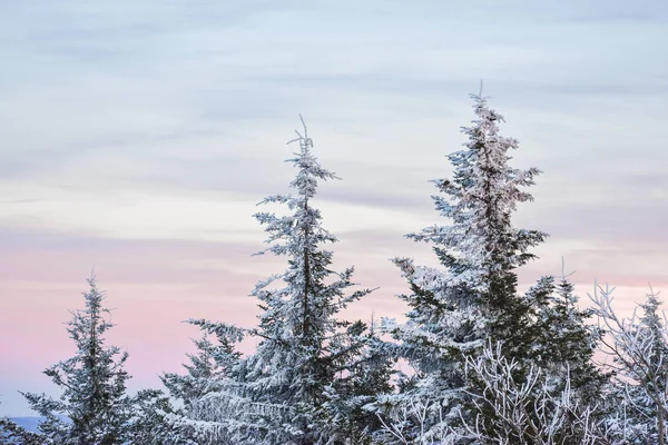 Çam ağaçları kış gün batımında Ladin topuzu Batı Virginia'da kar ile kaplı