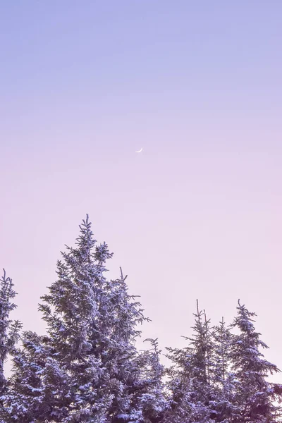 Ladin Knob üzerinde kış Moon West Virginia ABD kar çam ağaçlarıyla kaplı