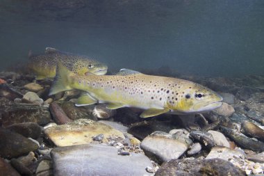 Kahverengi alabalık (Salmo trutta) küçük dereye yumurtlama için hazırlanıyor. Güzel salmonid balık fotoğrafı kapatın. Sualtı fotoğrafçılığı vahşi doğada. Dağ dere habitat.