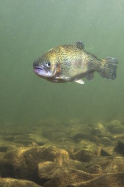 Rainbow trout (Oncorhynchus mykiss) close-up under water in the nature river habitat. Underwater photo in the clean little creek.  clipart