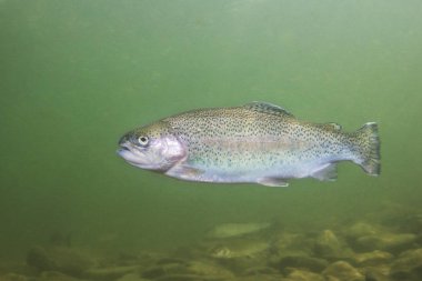 Gökkuşağı alabalıklarında (Oncorhynchus mykiss) yakın çekim doğa nehir Habitat su altında. Temiz küçük dere içinde su altı fotoğraf. 