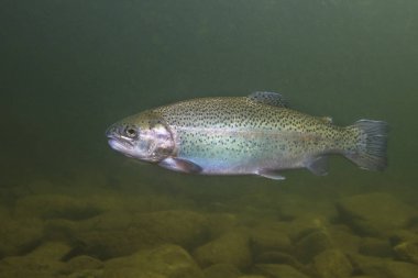 Gökkuşağı alabalıklarında (Oncorhynchus mykiss) yakın çekim doğa nehir Habitat su altında. Temiz küçük dere içinde su altı fotoğraf. 