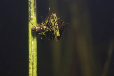Caddisflie larva içinde inşa edilmiş ev sular altında. Trichoptera. (Caddisfly). Sualtı fotoğrafçılığı. Nehir habitat. Göl Habitat.