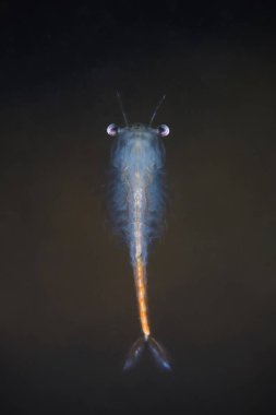Peri karides (Eubranchipus grubii) kapatın. Sualtı fotoğrafçılığı doğada. Ters suda yüzme küçük güzel beyaz kabuklu. Gölet ve göl yaşam.