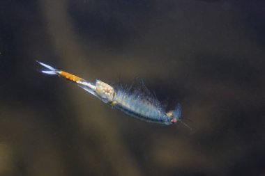 Peri karides (Eubranchipus grubii) kapatın. Sualtı fotoğrafçılığı doğada. Ters suda yüzme küçük güzel beyaz kabuklu. Gölet ve göl yaşam.