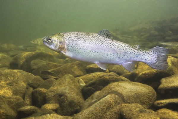 Rainbow Trout Oncorhynchus Mykiss Close Water Nature River Habitat Underwater — Stock Photo, Image