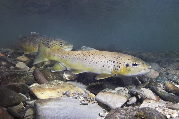 Brown Trout Salmo Trutta Preparing Spawning Small Creek Beautiful Salmonid — Stock Photo, Image
