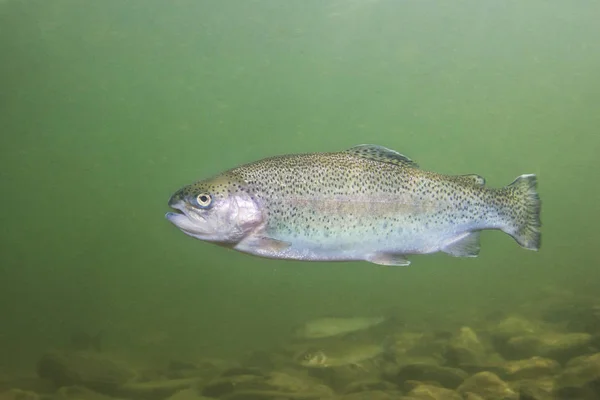 Trota Iridea Oncorhynchus Mykiss Primo Piano Sott Acqua Nell Habitat — Foto Stock