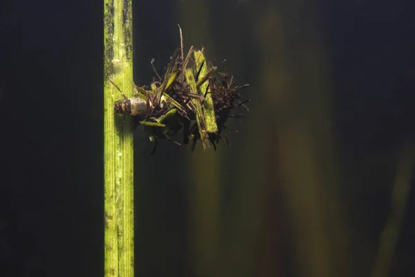 Caddisflie larva içinde inşa edilmiş ev sular altında. Trichoptera. (Caddisfly). Sualtı fotoğrafçılığı. Nehir habitat. Göl Habitat.