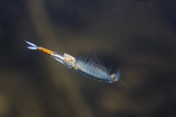 Εσωτερικη Νεράιδα Γαρίδες Eubranchipus Grubii Υποβρύχια Φωτογράφιση Στη Φύση Μικρή — Φωτογραφία Αρχείου