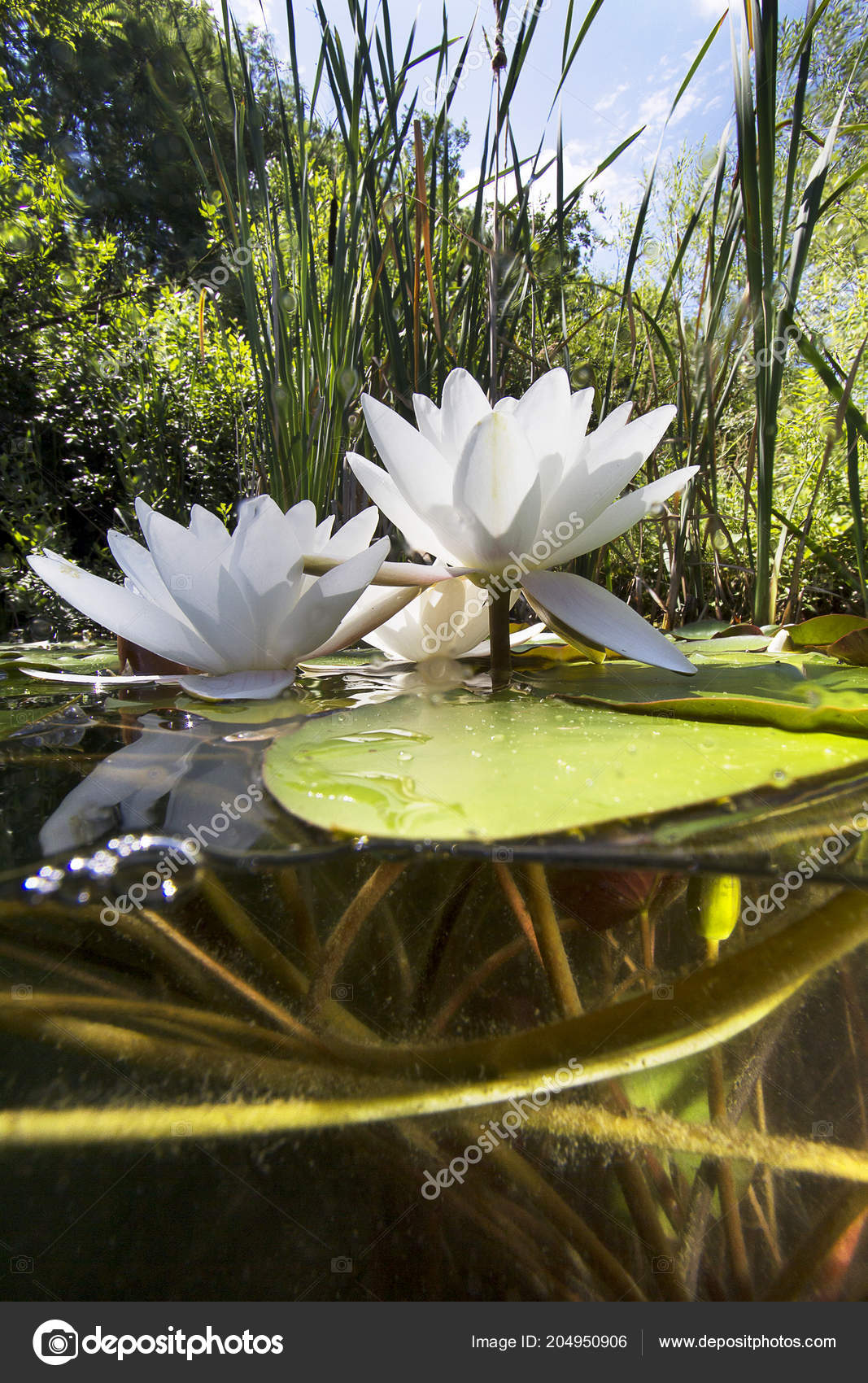Beautiful White Water Lily Nuphar Lutea Clear Pound Underwater Shot ⬇
