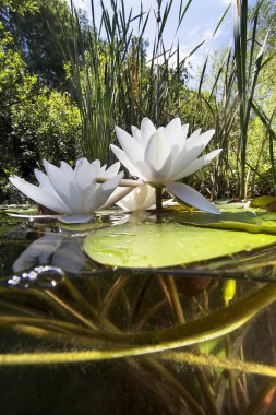 Güzel beyaz Nilüfer (nuphar lutea) açık Lirası içinde. Göldeki su altı atış. Doğa yaşam alanı. Sualtı manzara. Bolca su sualtı üzerinden görülen lilys.