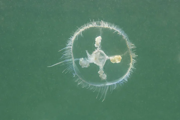 Medusas Agua Dulce Craspedacusta Sowerbii Hábitat Natural Vive Lago Fotografía — Foto de Stock