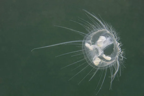 Medusas Agua Dulce Craspedacusta Sowerbii Hábitat Natural Vive Lago Fotografía — Foto de Stock