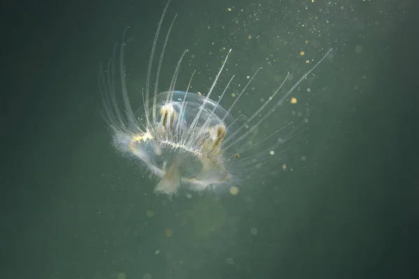 Medusas Agua Dulce Craspedacusta Sowerbii Hábitat Natural Vive Lago Fotografía — Foto de Stock