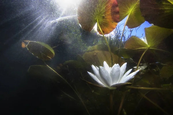 美丽的白睡莲 Nuphar 在清磅 水下射击在湖中 自然栖息地 水下景观 从水下看到的一堆水百合 — 图库照片