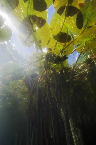 Beautiful White Water Lily Nuphar Lutea Clear Pound Underwater Shot — Stock Photo, Image