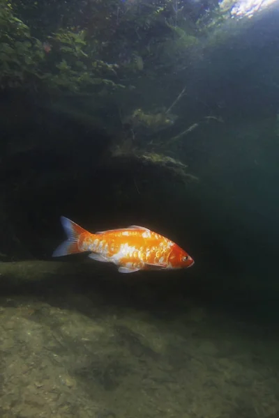 Freshwater Fish Koi Carp Cyprinus Carpio Beautiful Clean Pound Underwater — Stock Photo, Image