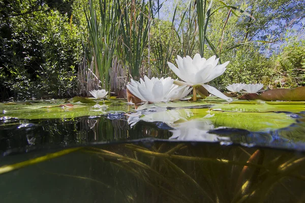 美丽的白睡莲 Nuphar 在清磅 水下射击在湖中 自然栖息地 水下景观 从水下看到的一堆水百合 — 图库照片