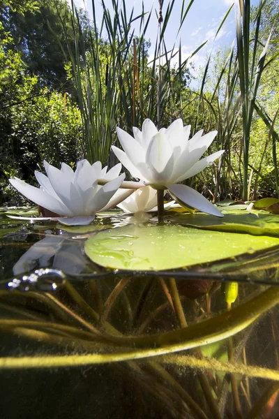 Güzel beyaz Nilüfer (nuphar lutea) açık Lirası içinde. Göldeki su altı atış. Doğa yaşam alanı. Sualtı manzara. Bolca su sualtı üzerinden görülen lilys.
