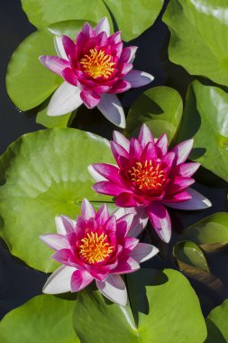 The beautiful lotuses. Pink Water lilies. The old pond is decorated with a colorful water lily. Freshwater habitat. Beautiful nature. Water plant .Nymphaea, pink nymphea - Aquatic vegetation clipart