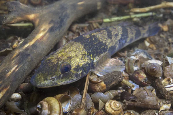 Freshwater Fish Zingel Zingel Zingel Beautiful Clean River Underwater Shot — Stock Photo, Image