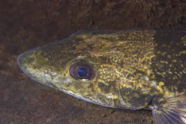 Freshwater Fish Zingel Zingel Zingel Beautiful Clean River Underwater Shot — Stock Photo, Image