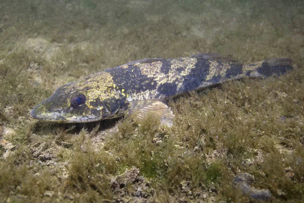 Freshwater Fish Zingel Zingel Zingel Beautiful Clean River Underwater Shot — Stock Photo, Image