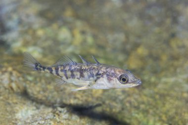Tatlı su balığı üç spined stickleback (Gasterosteus aculeatus) güzel temiz Lirası içinde. Göldeki su altı atış. Vahşi yaşam hayvan. Üç - spined stickleback güzel arka plan ile doğa ortamlarında. Nehir habitat. 