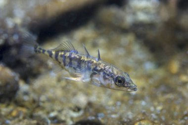 Tatlı su balığı üç spined stickleback (Gasterosteus aculeatus) güzel temiz Lirası içinde. Göldeki su altı atış. Vahşi yaşam hayvan. Üç - spined stickleback güzel arka plan ile doğa ortamlarında. Nehir habitat. 