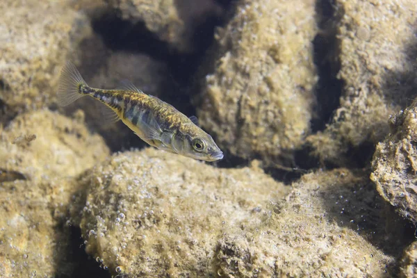 Ψάρια Του Γλυκού Νερού Τρεις Πούλιων Stickleback Gasterosteus Aculeatus Στην — Φωτογραφία Αρχείου