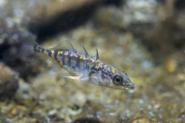 Freshwater Fish Three Spined Stickleback Gasterosteus Aculeatus Beautiful Clean Pound — Stock Photo, Image