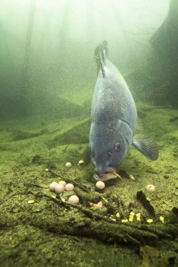 Tatlı su balık sazan (Cyprinus carpio) güzel içindeki boilie ile besleme Lirası temiz. Göldeki su altı atış. Vahşi yaşam hayvan. Güzel arka plan ile doğa ortamlarında sazan.