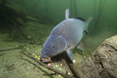 Freshwater fish carp (Cyprinus carpio) feeding with boilie in the beautiful clean pound. Underwater shot in the lake. Wild life animal. Carp in the nature habitat with nice background. clipart