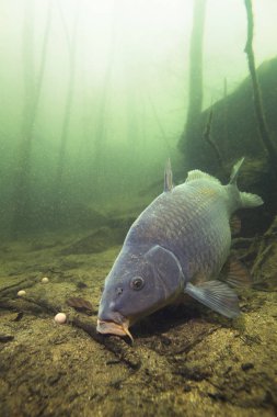 Tatlı su balık sazan (Cyprinus carpio) güzel içindeki boilie ile besleme Lirası temiz. Göldeki su altı atış. Vahşi yaşam hayvan. Güzel arka plan ile doğa ortamlarında sazan.