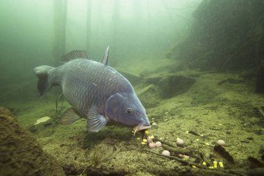 Tatlı su balık sazan (Cyprinus carpio) güzel içindeki boilie ile besleme Lirası temiz. Göldeki su altı atış. Vahşi yaşam hayvan. Güzel arka plan ile doğa ortamlarında sazan.