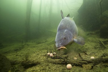 Tatlı su balık sazan (Cyprinus carpio) güzel içindeki boilie ile besleme Lirası temiz. Göldeki su altı atış. Vahşi yaşam hayvan. Güzel arka plan ile doğa ortamlarında sazan.