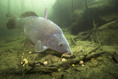 Tatlı su balık sazan (Cyprinus carpio) güzel içindeki boilie ile besleme Lirası temiz. Göldeki su altı atış. Vahşi yaşam hayvan. Güzel arka plan ile doğa ortamlarında sazan.