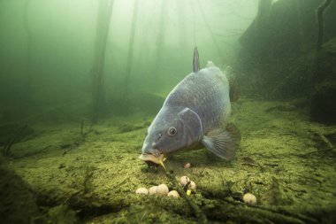Tatlı su balık sazan (Cyprinus carpio) güzel içindeki boilie ile besleme Lirası temiz. Göldeki su altı atış. Vahşi yaşam hayvan. Güzel arka plan ile doğa ortamlarında sazan.