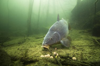 Freshwater fish carp (Cyprinus carpio) feeding with boilie in the beautiful clean pound. Underwater shot in the lake. Wild life animal. Carp in the nature habitat with nice background. clipart
