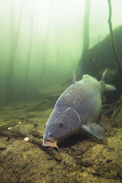 Tatlı su balık sazan (Cyprinus carpio) güzel içindeki boilie ile besleme Lirası temiz. Göldeki su altı atış. Vahşi yaşam hayvan. Güzel arka plan ile doğa ortamlarında sazan.