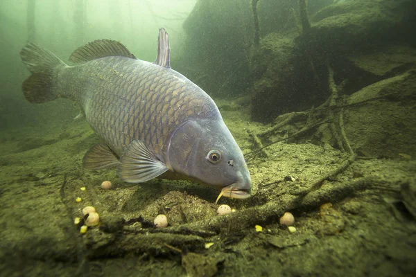 Tatlı su balık sazan (Cyprinus carpio) güzel içindeki boilie ile besleme Lirası temiz. Göldeki su altı atış. Vahşi yaşam hayvan. Güzel arka plan ile doğa ortamlarında sazan.