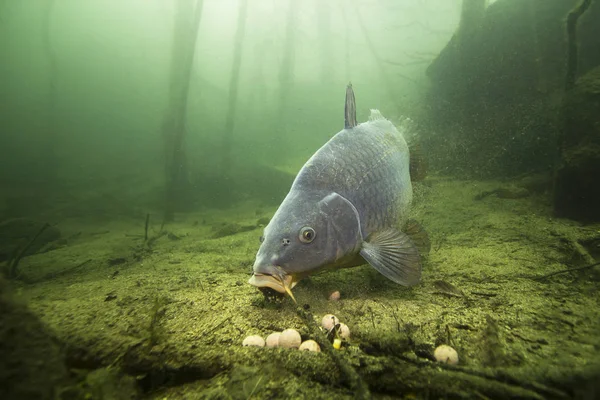 Tatlı su balık sazan (Cyprinus carpio) güzel içindeki boilie ile besleme Lirası temiz. Göldeki su altı atış. Vahşi yaşam hayvan. Güzel arka plan ile doğa ortamlarında sazan.